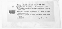 Erysiphe pisi var. pisi image